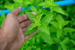 Close up of young woman's hands planting basil in the garden. Aromatic basil in the vegetable garden.Thai herb.