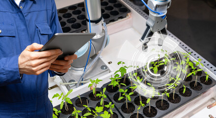 Fototapete - A robot in a greenhouse evaluates the quality of tomato seedlings using a sensor. Smart farming concept.