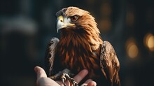 Portrait Of A Young Golden Eagle In The Hands Of A Man.