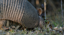 Nine-banded Armadillo Digging In Texas Field Grass Closeup.