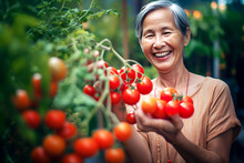 Defocused Happy Asian Senior Woman Harvesting Tomatoes In Her Garden, Healthy Food Concept. 