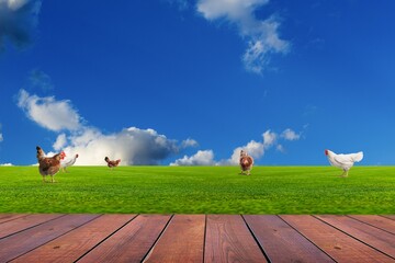 Poster - The empty table top on grass field background with chicken