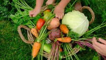 The Family Harvests Vegetables In A Basket In The Garden. Selective Focus.