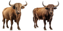 Set Of Bulls Farm Animals Isolated On Transparent Background