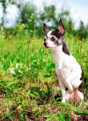 Wall Mural - A small chihuahua dog is sitting on green grass. The dog looks carefully to the side and raised his paw. The photo is vertical and blurry