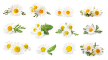 Collection Of Fresh Chamomile Flowers On White Background