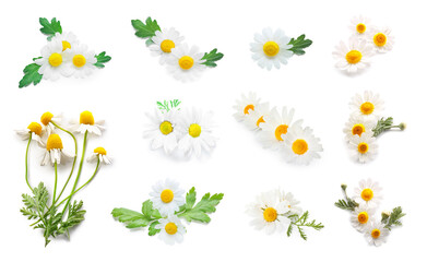 Collection of fresh chamomile flowers on white background