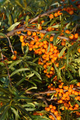 Poster - Ripe sea buckthorn berries on the branches. Orange berries.