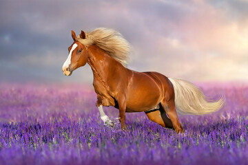 Wall Mural - Horse run gallop in flowers against sunset sky