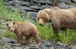 © Frances - Coastal Brown Bear and her cub eating sedge in Katmai National Park, Alaska.