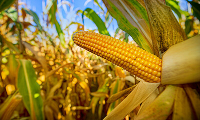 Wall Mural - Corn on a cornfield before harvest