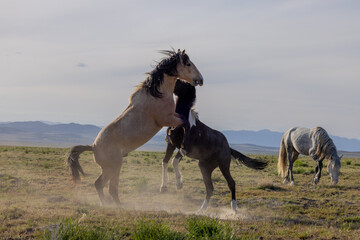 Wall Mural - Wild Horse Stallions Fighting in the Utah Desert in spring