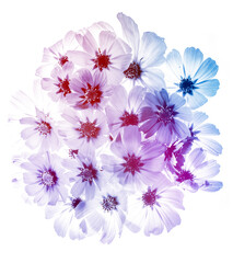 Wall Mural - a beautiful floral background from flower petals