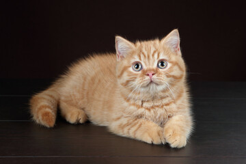 Wall Mural - Cute ginger kitten on a brown background