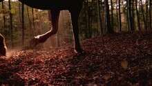 SLOW MOTION, LENS FLARE: Horse Gallops On Fallen Leaves Through Autumn Forest. A Detailed View Of The Hooves Of A Brown Horse Galloping In The Beautiful Sunlight, Leaving Behind Flying Brown Leaves.