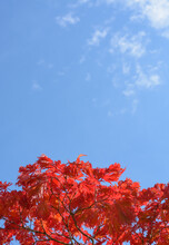 Background With Blue Sky, Cloud And Red Japanese Maple Leaves
