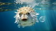 Close up of a Blowfish swimming in the clear Ocean. Natural Background with beautiful Lighting