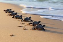 Newly Hatched Baby Turtles Head To The Beach