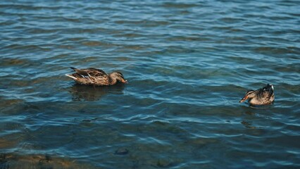 Two duck swimming on the peaceful water of a lake. Mallards looking for food in the water and eating it.
