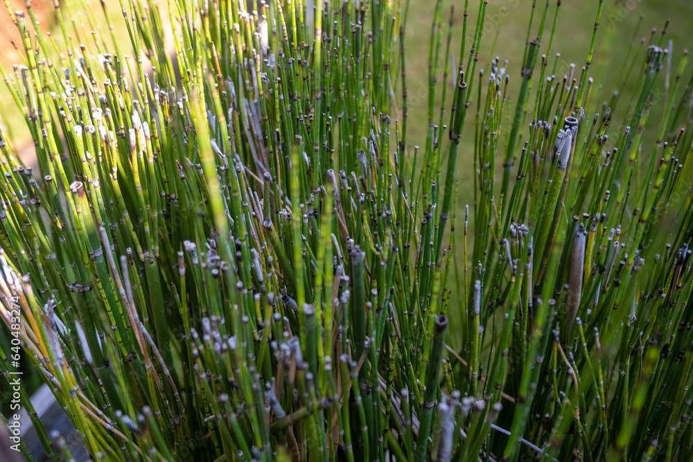 Equisetum debile (horsetail): cylindrical, hollow, and stem. Branches ...