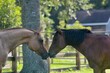 Horse Friends Touching Noses