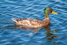 Duck Swims In The Pond. Mallard, Lat. Anas Platyrhynchos, Male