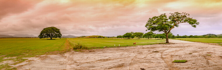 Grass planting