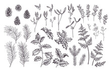 Plants Set. Traditional Christmas Flora.Vintage Illustration. Spruce, Pine, Holly, Fern. Engraiving Style. Black.