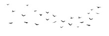 Silhouette Of Birds Is Flying In Sky Isolated On White Background. Vector Illustration.