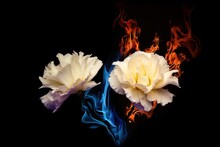 Premium Podium Blaze Unusual Black Burning Flowers Unrequited Flame Two Blue Fire Carnation Concept White Creative Love Background Sadness Flower