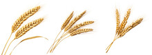 Collection Of Golden Wheat Stalks Isolated On White Background