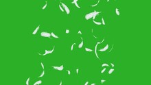 Footage Of Scattering Of Bird Feathers. The Motion Of A Floating Feather, Against A Green Screen Background.