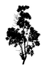 black tree silhouettes isolated on white background , silhouette of trees,dead tree from thailand
