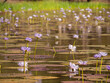 Water Lillies in Cape York wetland billabong