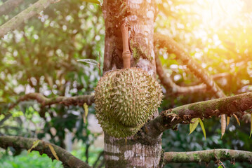 Wall Mural - Close up durian fruit on trees, durian in uttaradit thailand