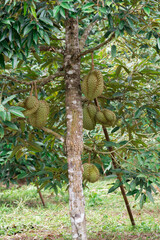 Canvas Print - Durian fruit on tree, Durians are the king of fruits in thailand