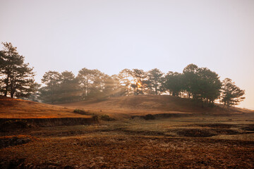 Wall Mural - The sun shines through the pine forest