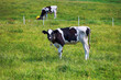 Piękny pejzaż z widokiem na pastwisko i pasące się krowy