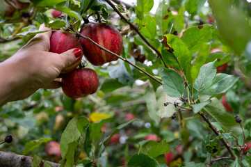 Woman's hand with red nail polish pick Gala apples from tree in organic orchard with green leaves defocused background