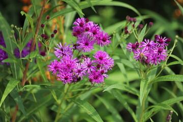 Wall Mural - Vernonia crinita. Violet flower in the garden.