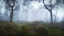 The Atlantic Forests With Fog And Flowers.Cariño, Galicia