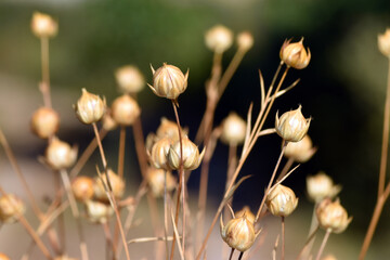 Poster - Detail of flax plants (Linum usitatissimum) with ripe fruit