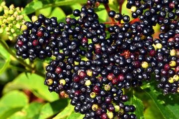 Wall Mural - Detail of the ripe (black) fruits of the danewort (Sambucus ebulus)