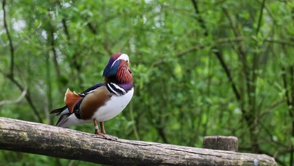 Canvas Print - The mandarin duck, Aix galericulata is a perching duck species found in East Asia. Here at a lake in Munich, Germany