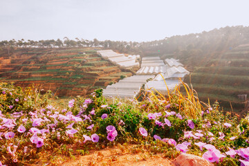 Wall Mural - flowers in the mountains