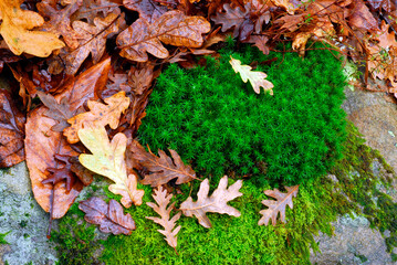 Wall Mural - Mosses and dry oak leaves on the ground