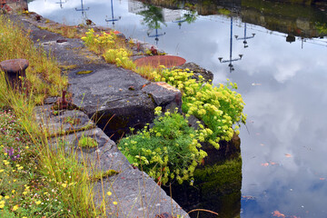 Wall Mural - Urban and ruderal plants: sea fennel (Crithmum maritimum) on the docks of the Bilbao estuary