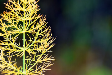 Wall Mural - Detail of the fennel leaves (Foeniculum vulgare). It is a medicinal plant and a condiment