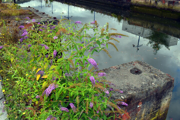 Poster - Urban and ruderal plants: summer lilac (Buddleja davidii) on the docks of the Bilbao estuary