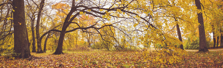 Canvas Print - Autumnal colourful view of the natural park.